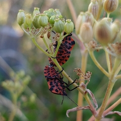Graphosoma italicum italicum
