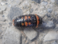 Glomeris pulchra