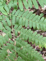 Pteridium
