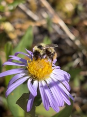 Bombus frigidus