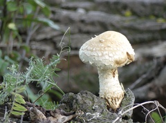 Hemipholiota populnea
