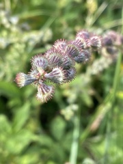 Agrimonia striata