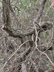 Leptospermum laevigatum