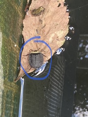 Necrophila americana