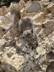 Otospermophilus variegatus