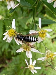 Vespula consobrina
