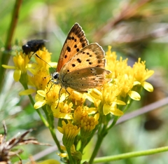 Lycaena virgaureae