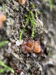 Phaeotremella foliacea