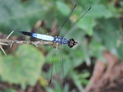 Brachydiplax