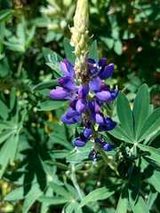 Lupinus pubescens