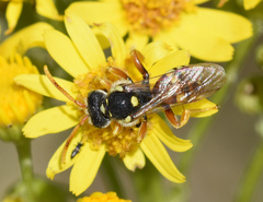 Nomada