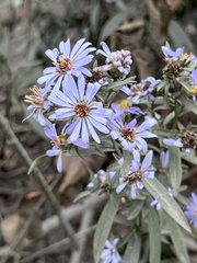 Symphyotrichum chilense