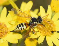 Nomada