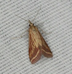 Microtheoris ophionalis