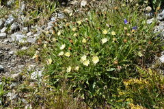 Schlagintweitia intybacea