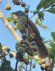 Tachyphonus coronatus
