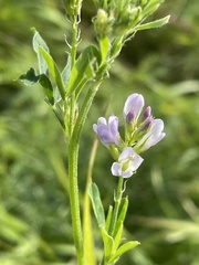 Medicago sativa