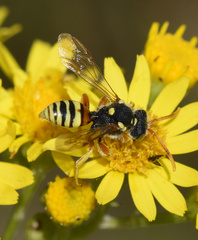 Nomada