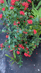 Ixora coccinea