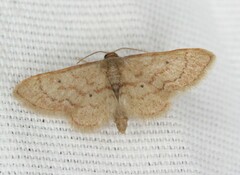 Idaea demissaria