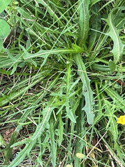 Scorzoneroides autumnalis