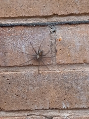 Eratigena atrica