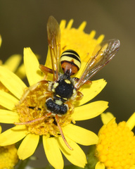 Nomada