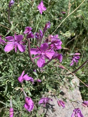 Chamaenerion colchicum