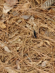 Chlorion aerarium