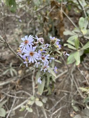 Symphyotrichum chilense
