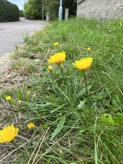 Scorzoneroides autumnalis