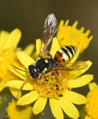 Nomada