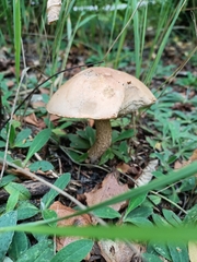 Leccinum scabrum