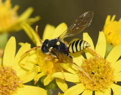 Nomada