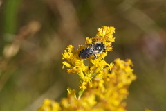 Callandrena