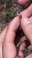 Dicromantispa interrupta