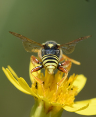 Nomada