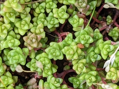 Sedum anglicum