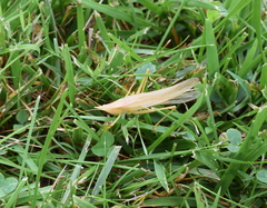 Copiphorini