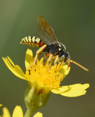 Nomada
