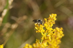 Callandrena
