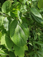 Clerodendrum bungei