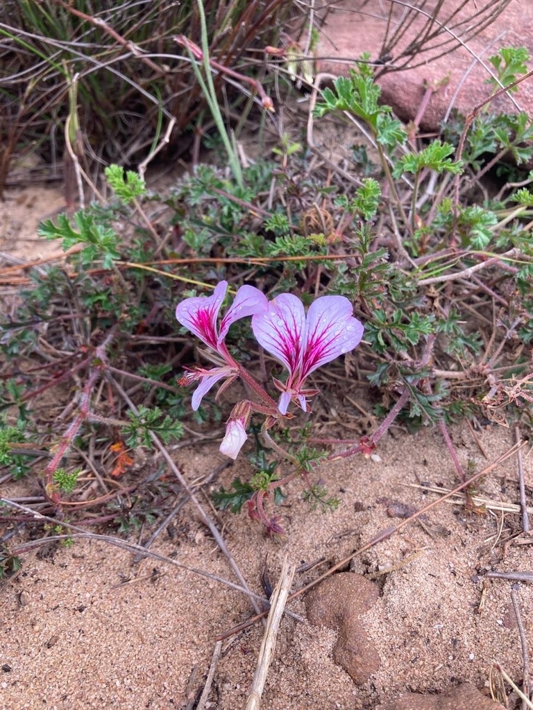 Butterfly Storksbill
