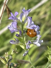 Medicago sativa