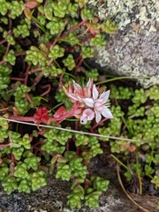 Sedum anglicum