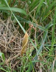 Copiphorini
