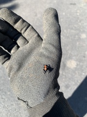 Phidippus apacheanus