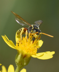Nomada