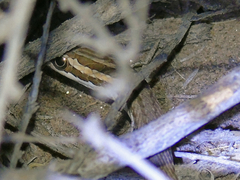Psammophis lineolatus