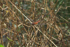 Crocothemis erythraea